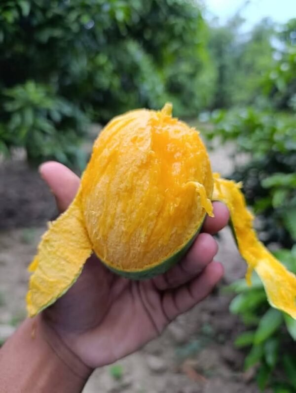 24 kg জেলা সদর হোম ডেলিভারি